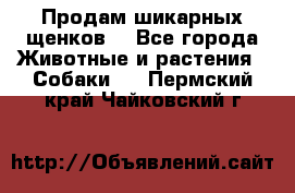 Продам шикарных щенков  - Все города Животные и растения » Собаки   . Пермский край,Чайковский г.